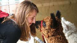 Alpakoterapia - na czym polega i jakie przynosi korzyści?