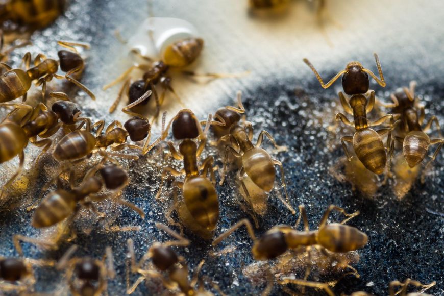  Walka z nimi jest niezwykle trudna i nie gwarantuje, że gdy mrówki znikną, już nigdy się nie pojawią