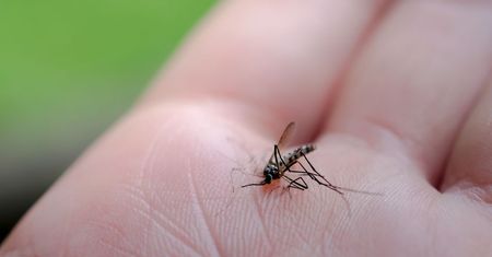 Choroby przenoszone przez komary. Mogą być śmiertelne