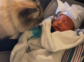 Tak zazdrosny kot przywitał noworodka. Nie takiej reakcji oczekiwali rodzice