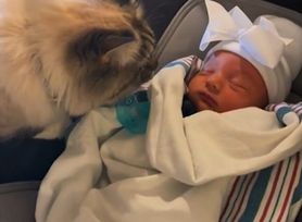 Tak zazdrosny kot przywitał noworodka. Nie takiej reakcji oczekiwali rodzice
