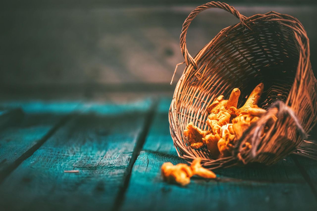 Grzyby jadalne - gatunki, wartości odżywcze, alergia na grzyb