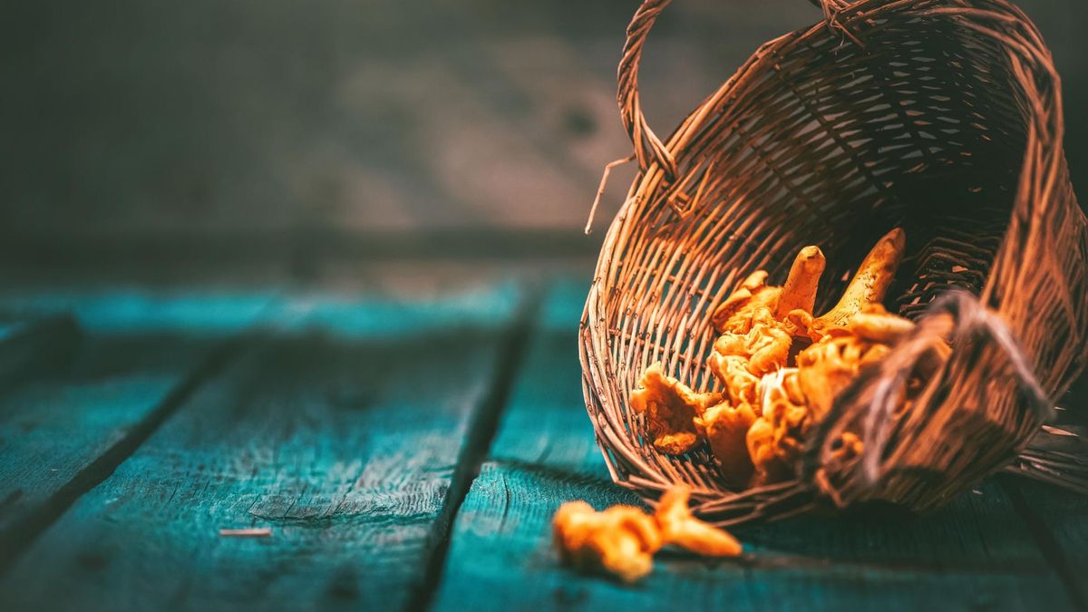 Grzyby jadalne to znakomite uzupełnienie diety.