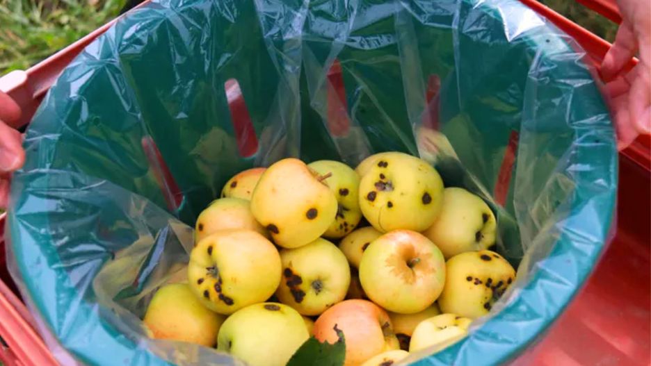 Takich owoców nigdy nie jedz. Mogą być rakotwórcze