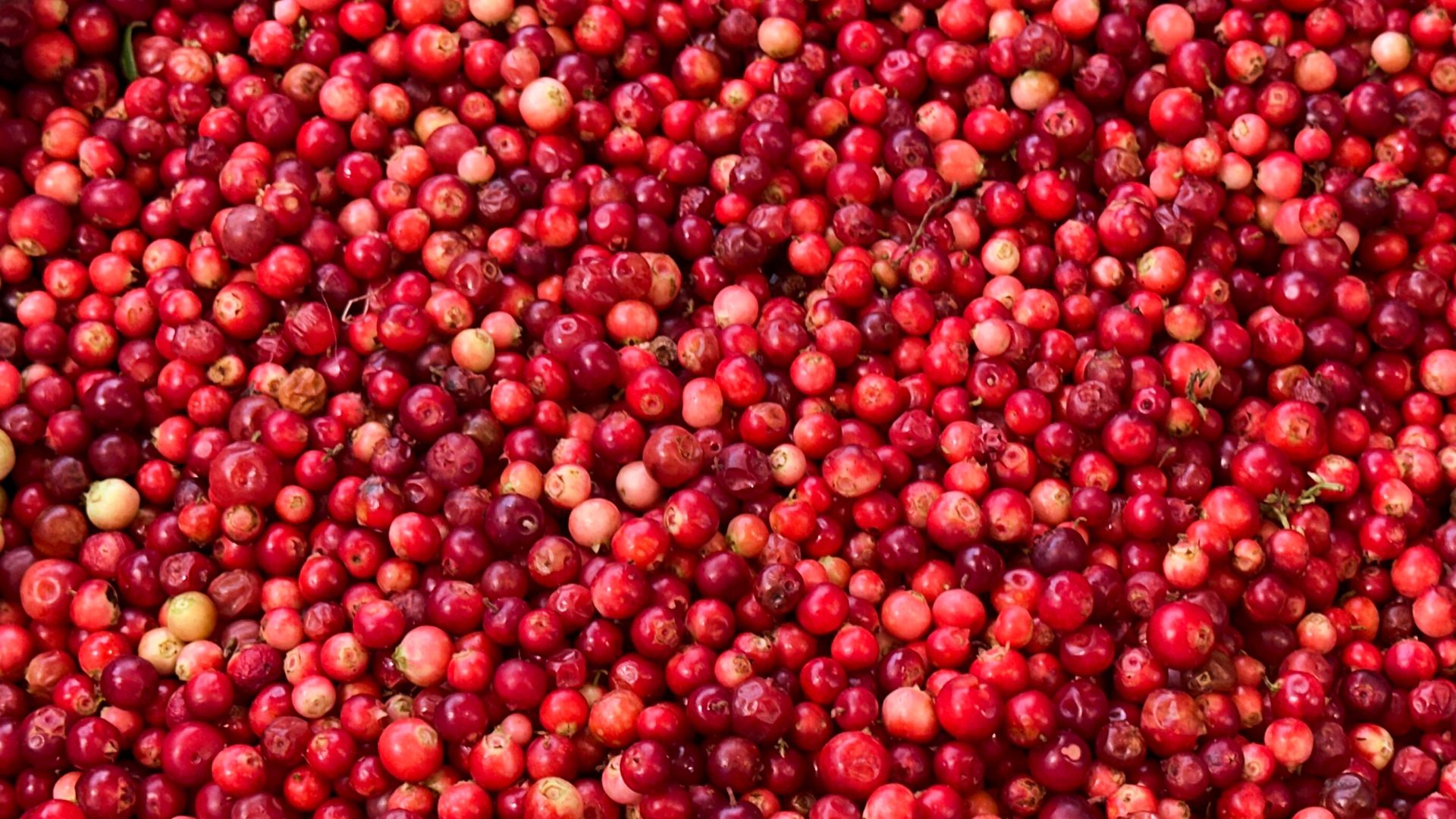 Borówka brusznica jest źródłem błonnika, który wspiera trawienie i reguluje poziom cukru we krwi.