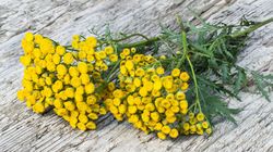 Właściwości i zastosowanie wrotyczu. Odstrasza kleszcze