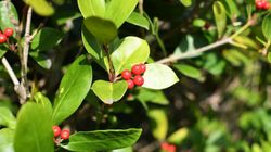 Liść mącznicy - właściwości, działanie, przeciwwskazania