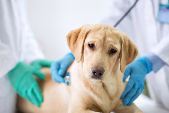 Sterylizacja psa może wyeliminować ryzyko groźnych chorób
