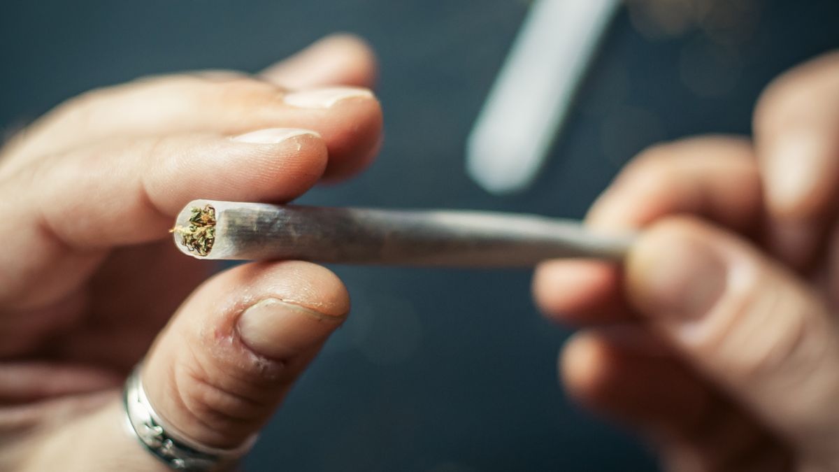 Haszysz zawiera więcej THC niż marihuana
