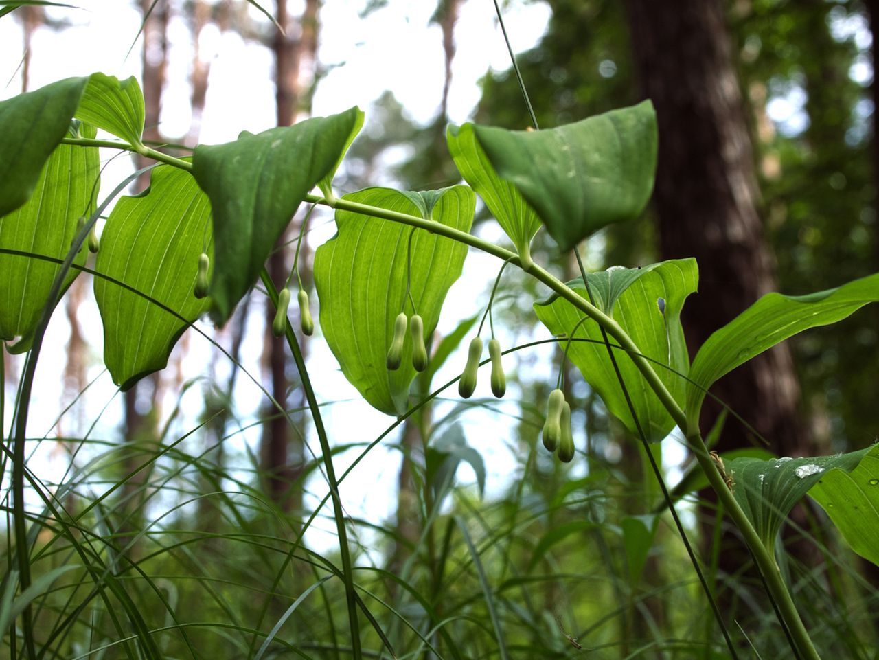 Kokoryczka – właściwości lecznicze, działanie i wygląd