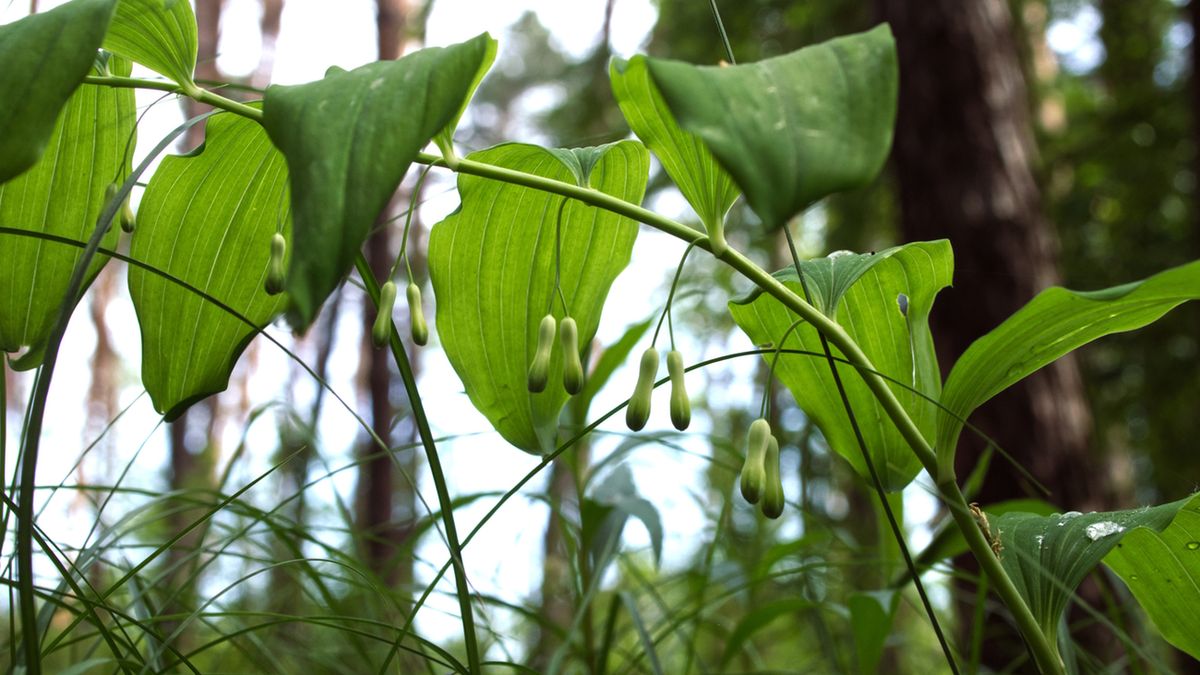 Kokoryczki to byliny kłączowe, które mają dzwonkowate, białe, zwisające na szypułkach kwiaty