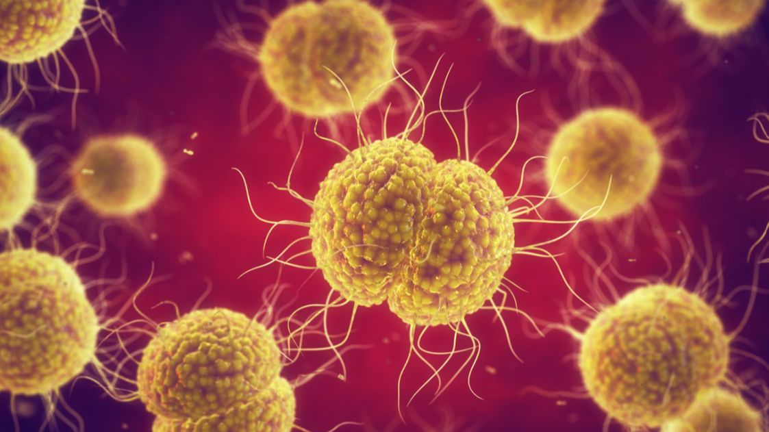 Dwoinka rzeżączki, zapalenia płuc i zapalenia opon mózgowo-rdzeniowych to bakterie, które odpowiadają za powszechne, ale i poważne infekcje.