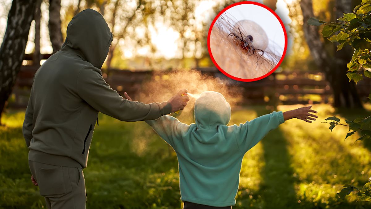 Tak odstraszysz kleszcze.