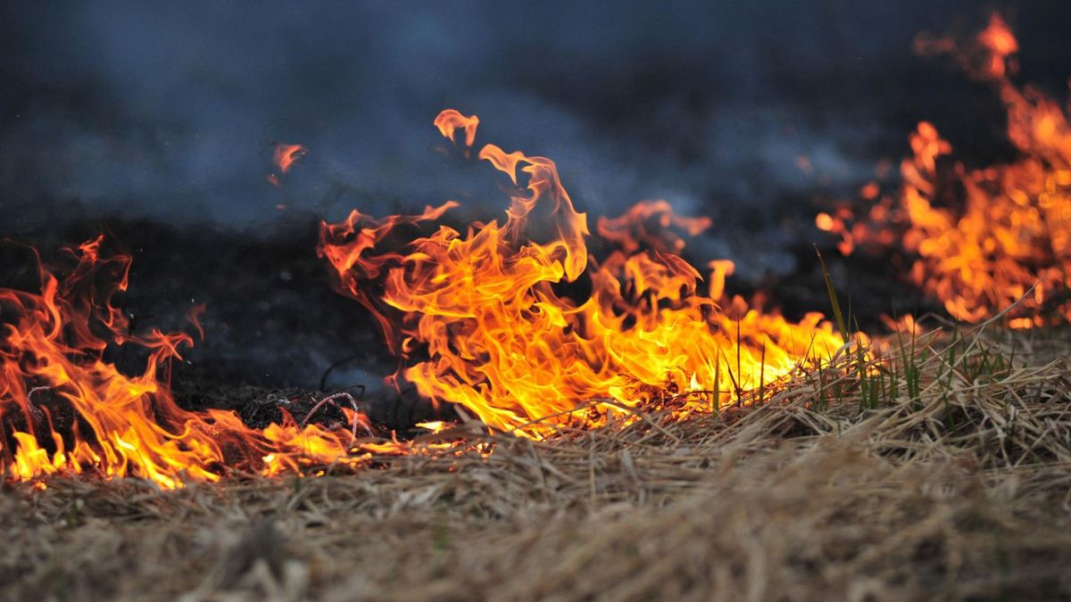 Wypalanie traw może mieć dla ekosystemu tragiczne skutki 