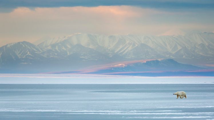 Arktyka – czym się wyróżnia ten wyjątkowy region? Lokalizacja, zwierzęta, temperatura