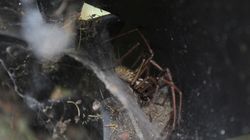 Pająki w Polsce - czy mogą być niebezpieczne dla człowieka? Przegląd najpopularniejszych gatunków pająków