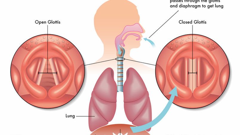 Nerw przeponowy (łac. nervus phrenicus) jest najdłuższym nerwem, wchodzącym w skład splotu szyjnego