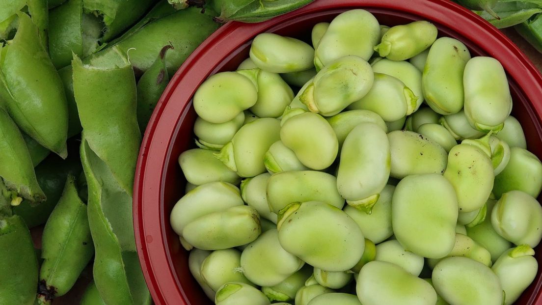 Fawizm niejednokrotnie określa się mianem choroby bobowej. Nazwa defektu genetycznego pochodzi od łacińskiego słowa Vicia faba, które oznacza bób.