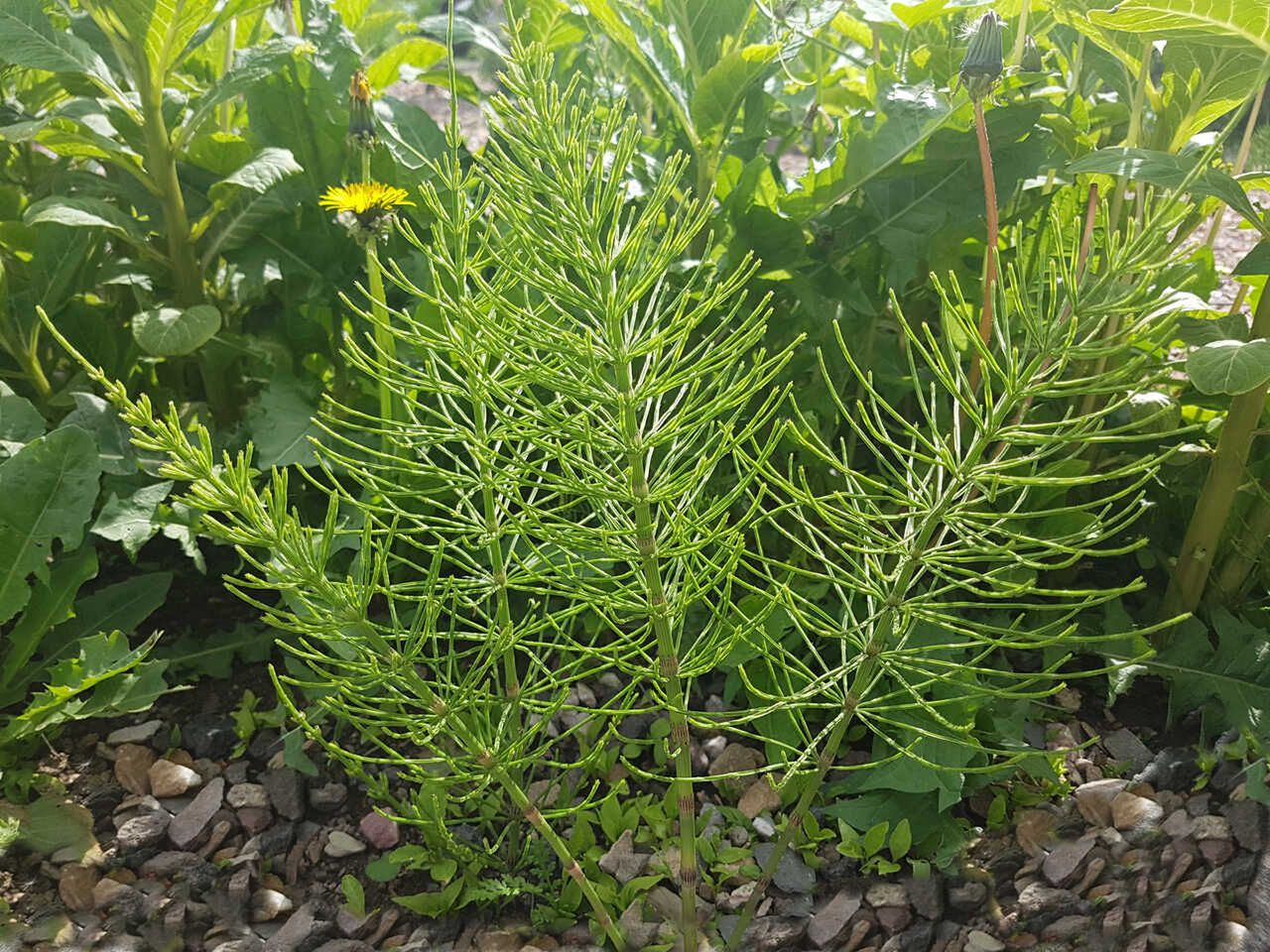 Skrzyp polny w kosmetyce – właściwości, działanie i zastosowanie