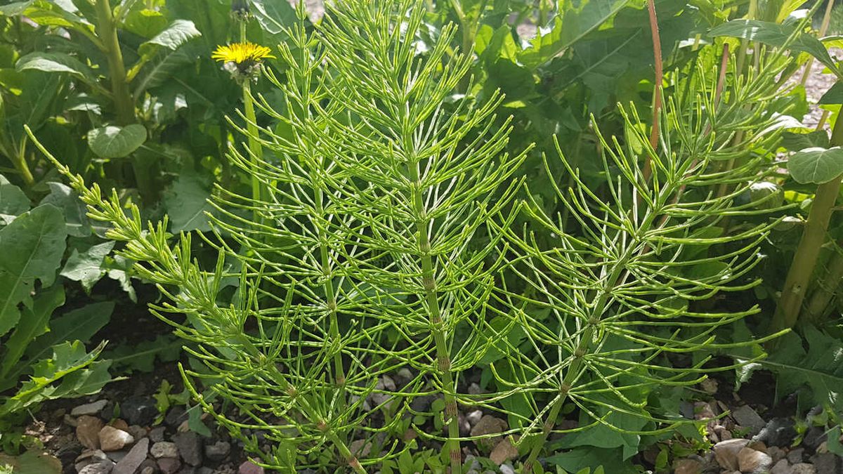 Skrzyp polny to bogactwo składników aktywnych, takich jak krzem.