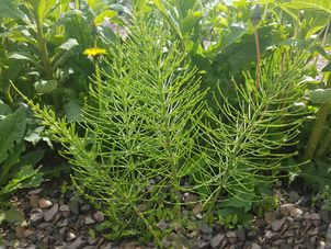 Skrzyp polny w kosmetyce – właściwości, działanie i zastosowanie