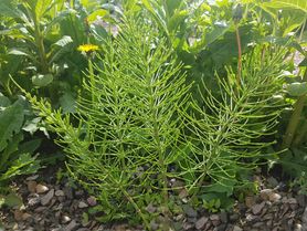 Skrzyp polny w kosmetyce – właściwości, działanie i zastosowanie