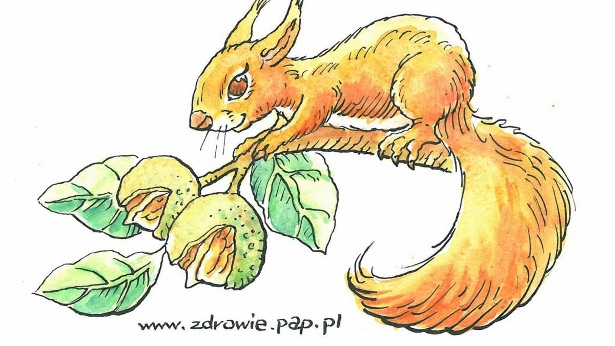 Właściwości orzechów