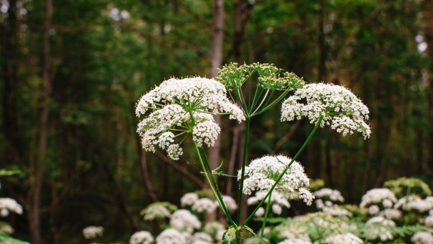 Podagrycznik pospolity (Aegopodium podagraria L.) jest popularnym gatunkiem roślin z rodziny selerowatych.