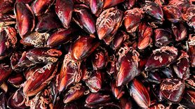 Wielu się brzydzi. Szkoda, bo dla mózgu i serca nie ma nic lepszego