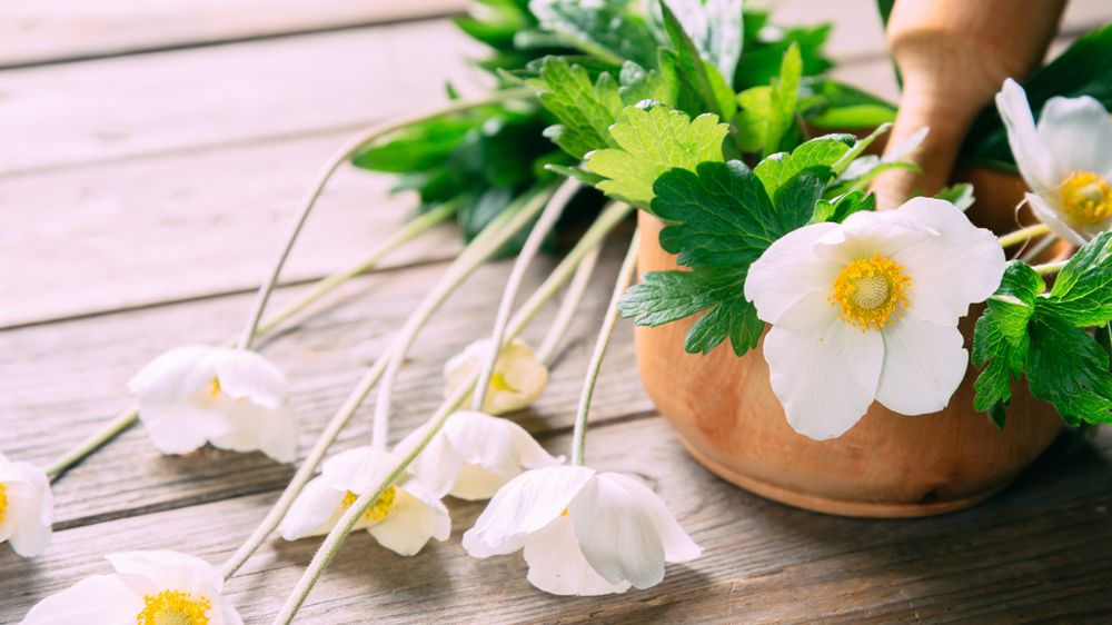 Olej z wiesiołka jest pozyskiwany z nasion rośliny, ma wiele właściwości leczniczych.