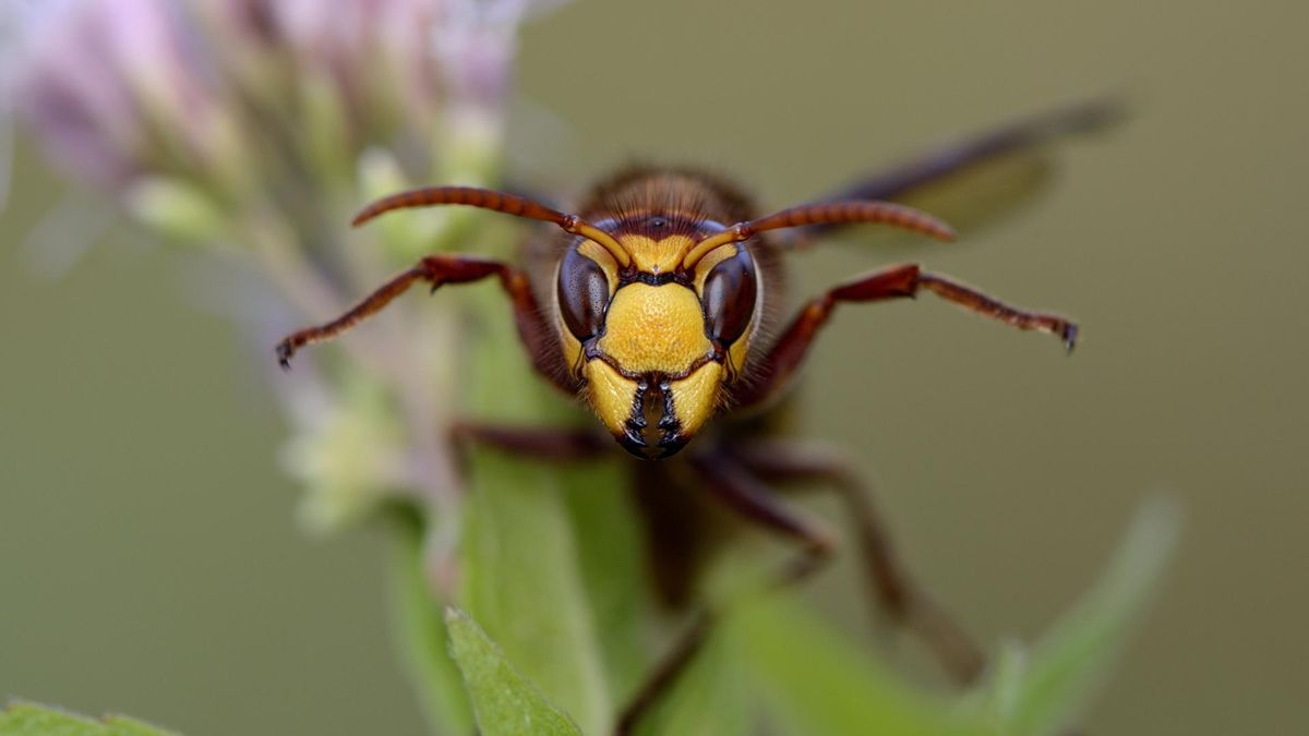 Nie sadź ich w ogrodzie. Są wabikiem na szerszenie