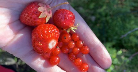Naszpikowane pestycydami. Mogą uszkodzić wątrobę, tarczycę i mózg