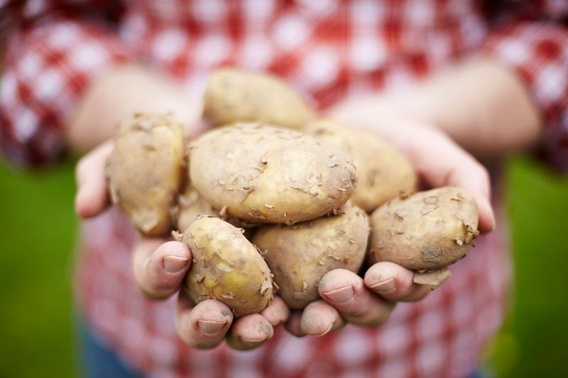Lekarstwo na wiele dolegliwości. Jak przygotować sok lub napar z ziemniaków?