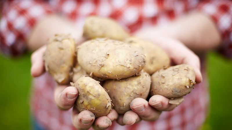 Ziemniaki nadają się do zrobienia soku