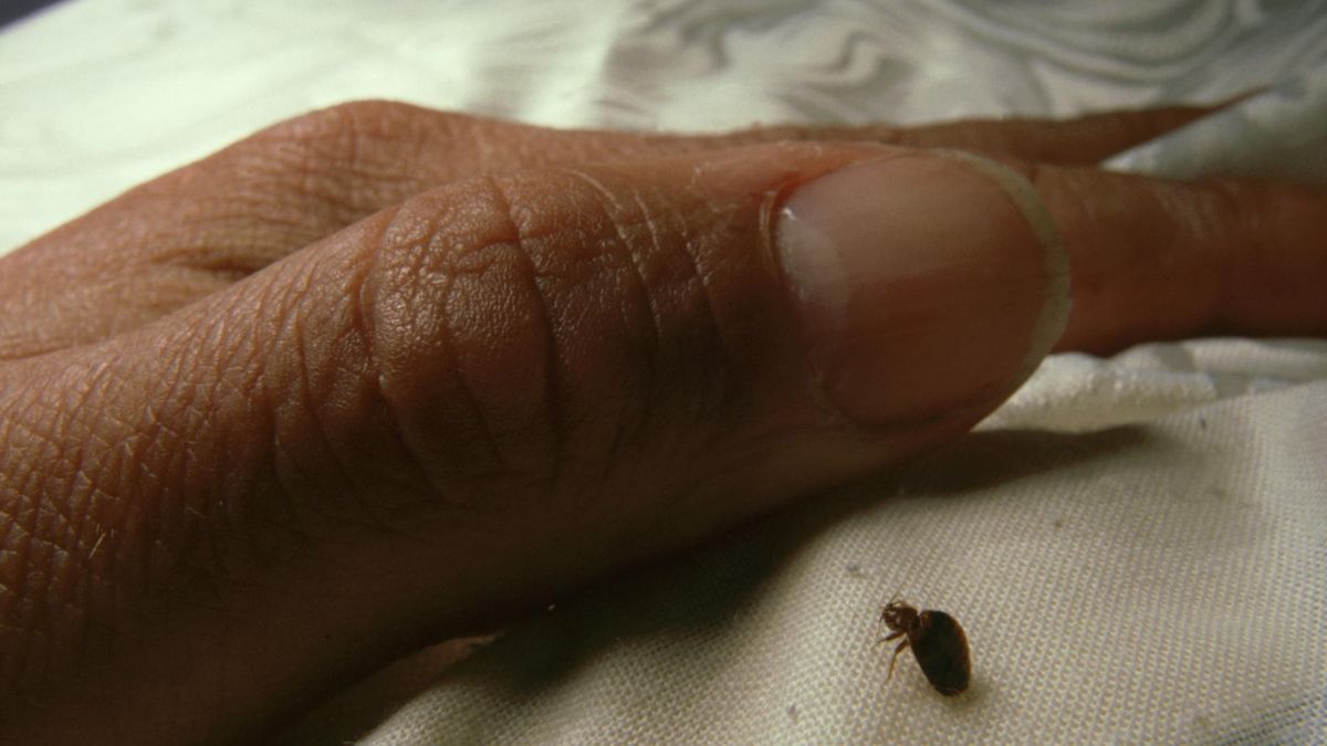 Pluskwy kryją się w zakamarkach łóżek, w pościeli i meblach tapicerowanych