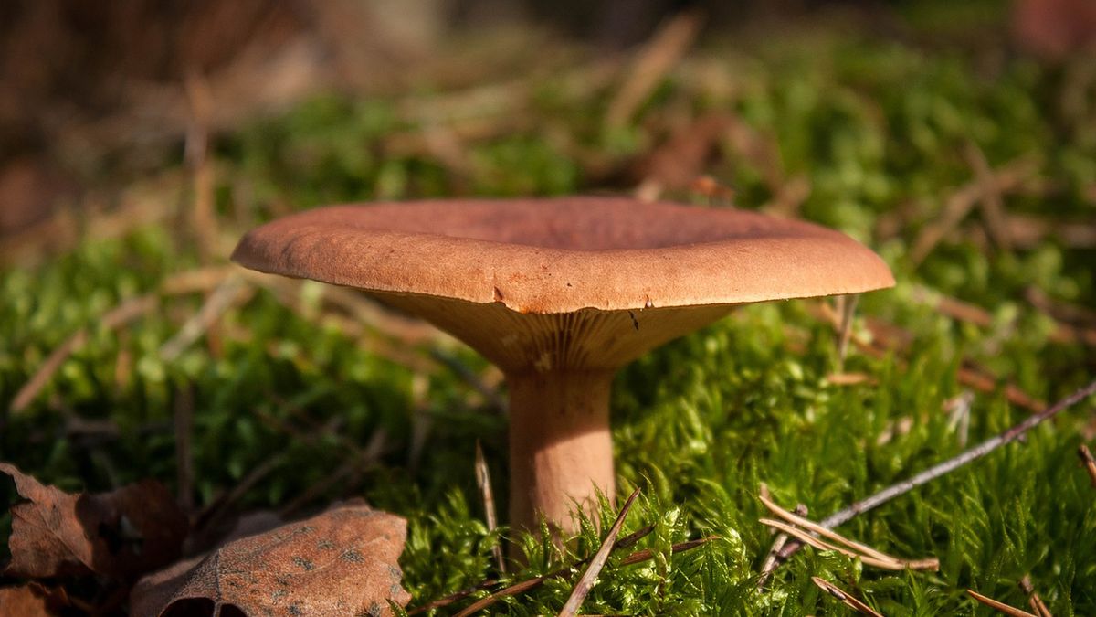 Olszówka (krowiak podwinięty)