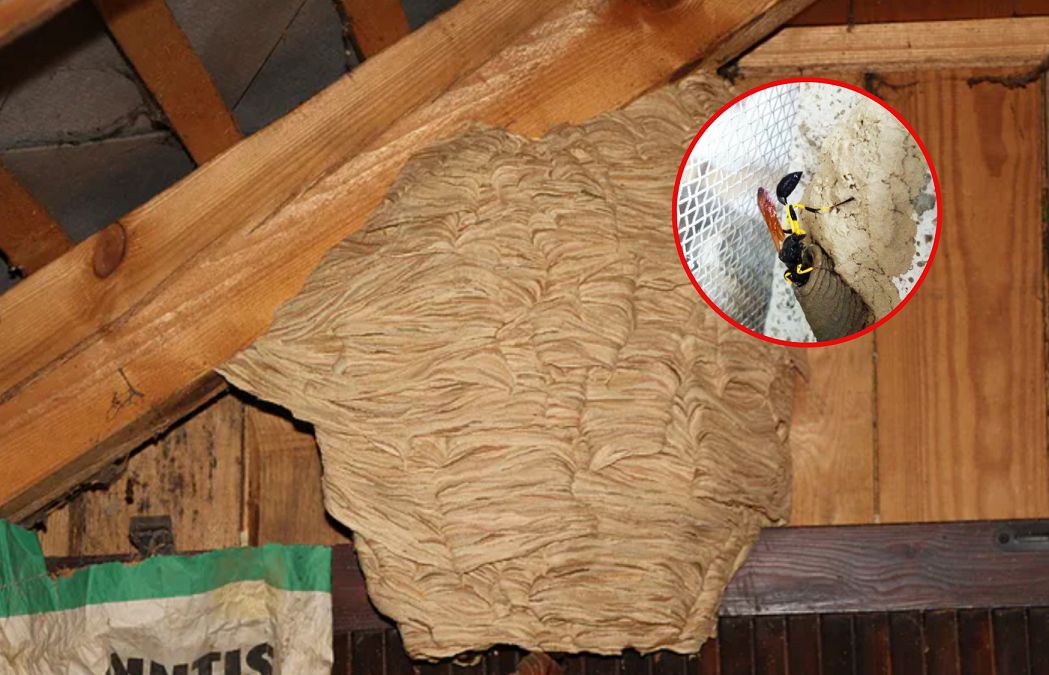 Wyglądają jak zmutowane szerszenie. Budzą grozę wśród Polaków