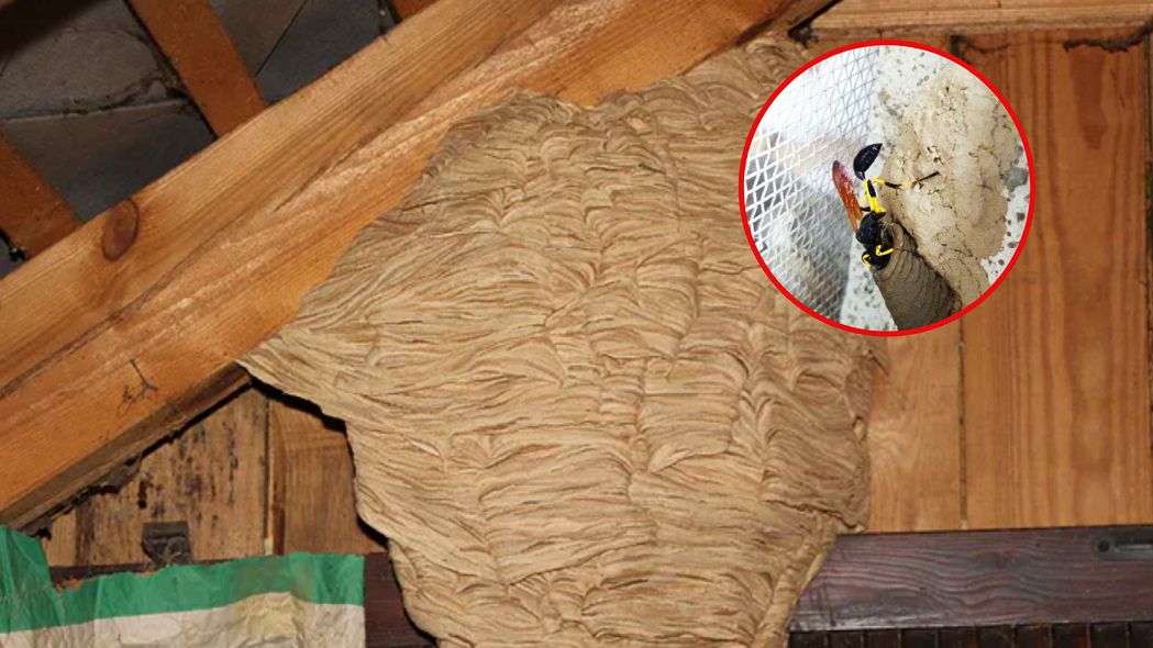 O pomyłkę nietrudno, choć to nie osa i nie szerszeń. Mogą osiedlić się nawet w mieszkaniu