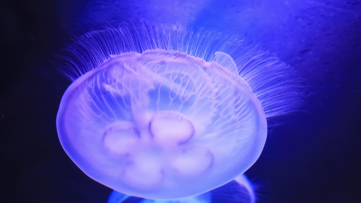 Meduzy to parzydełkowce o galaretowatym ciele
