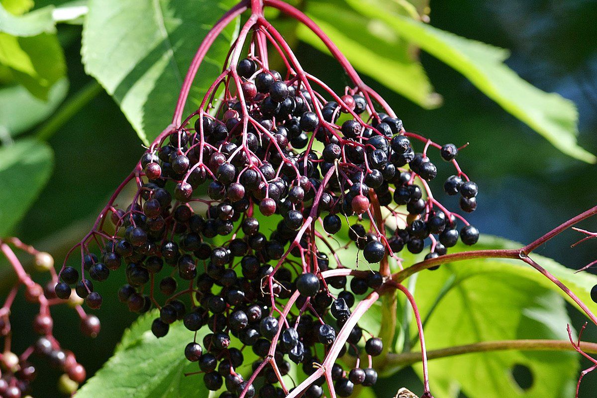 Czarny bez. Fot. Licencja Creative Commons