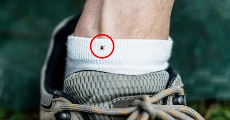 Co pić, żeby odstraszyć kleszcze? Tego zapachu nie znoszą