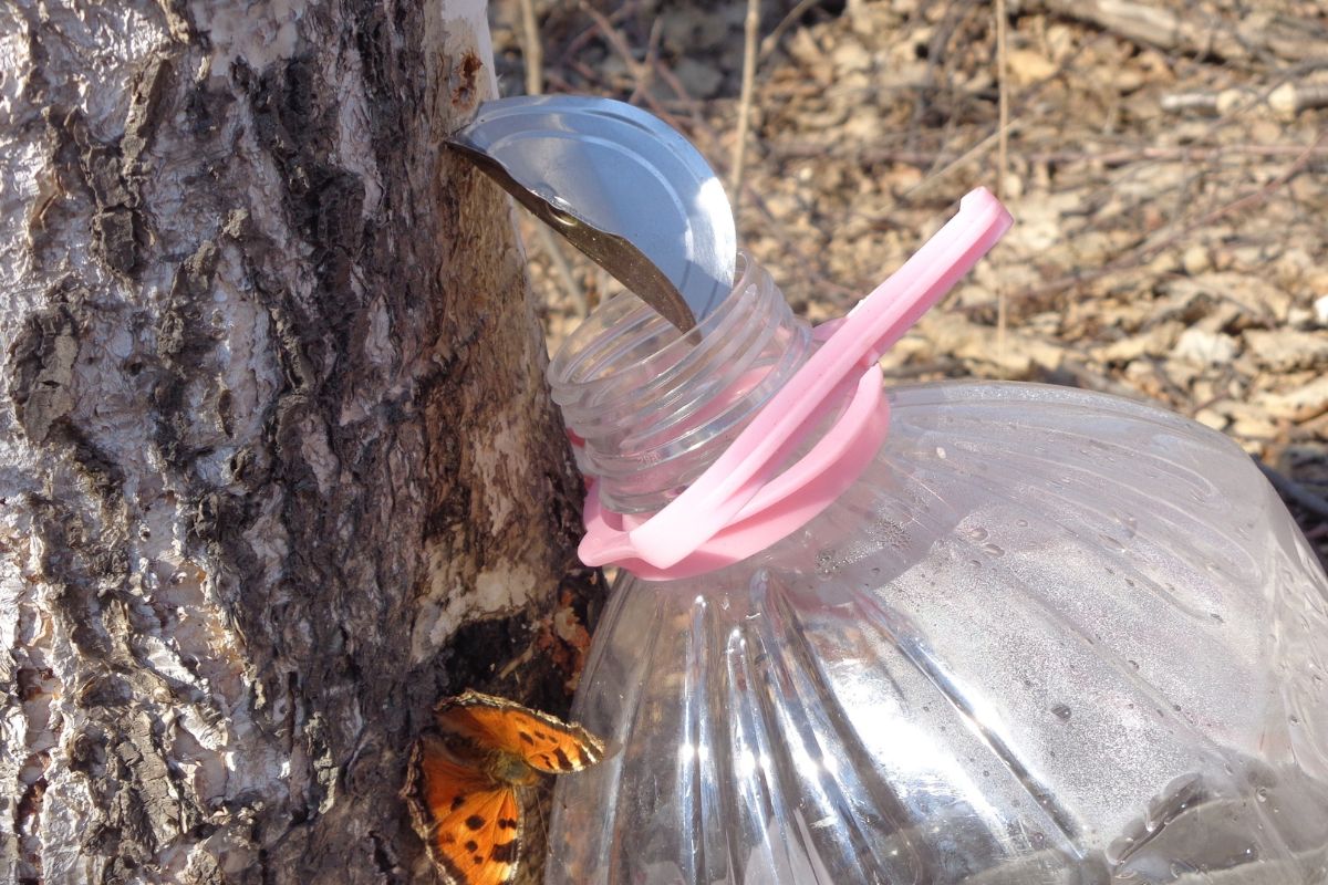 Sok z brzozy to źródło witamin, minerałów i aminokwasów