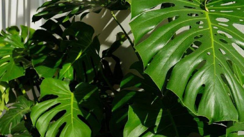 Niektóre rośliny nie powinny znaleźć się w pokoju dziecka