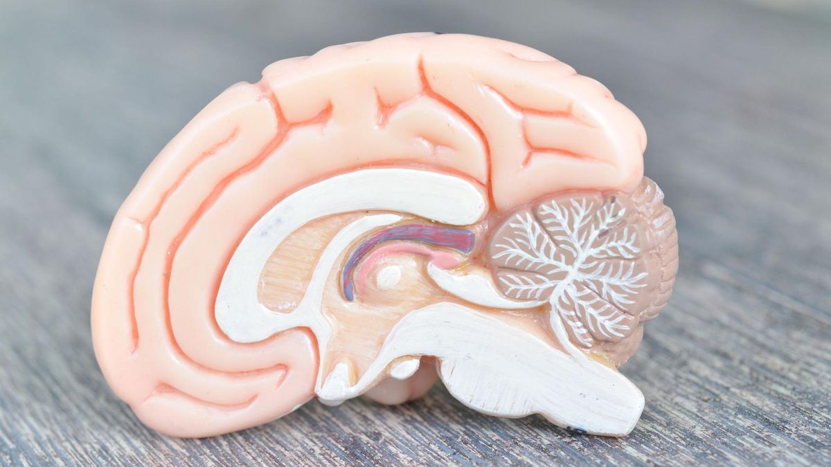 Móżdżek zlokalizowany jest z tyłu głowy