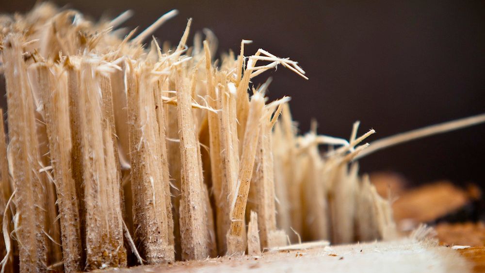 trociny a ryzyko raka