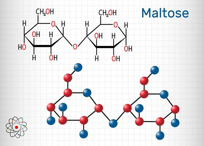 Maltaza jest jednym z enzymów trawiennych
