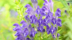 Tarczyca bajkalska - co to jest i jak działa na organizm