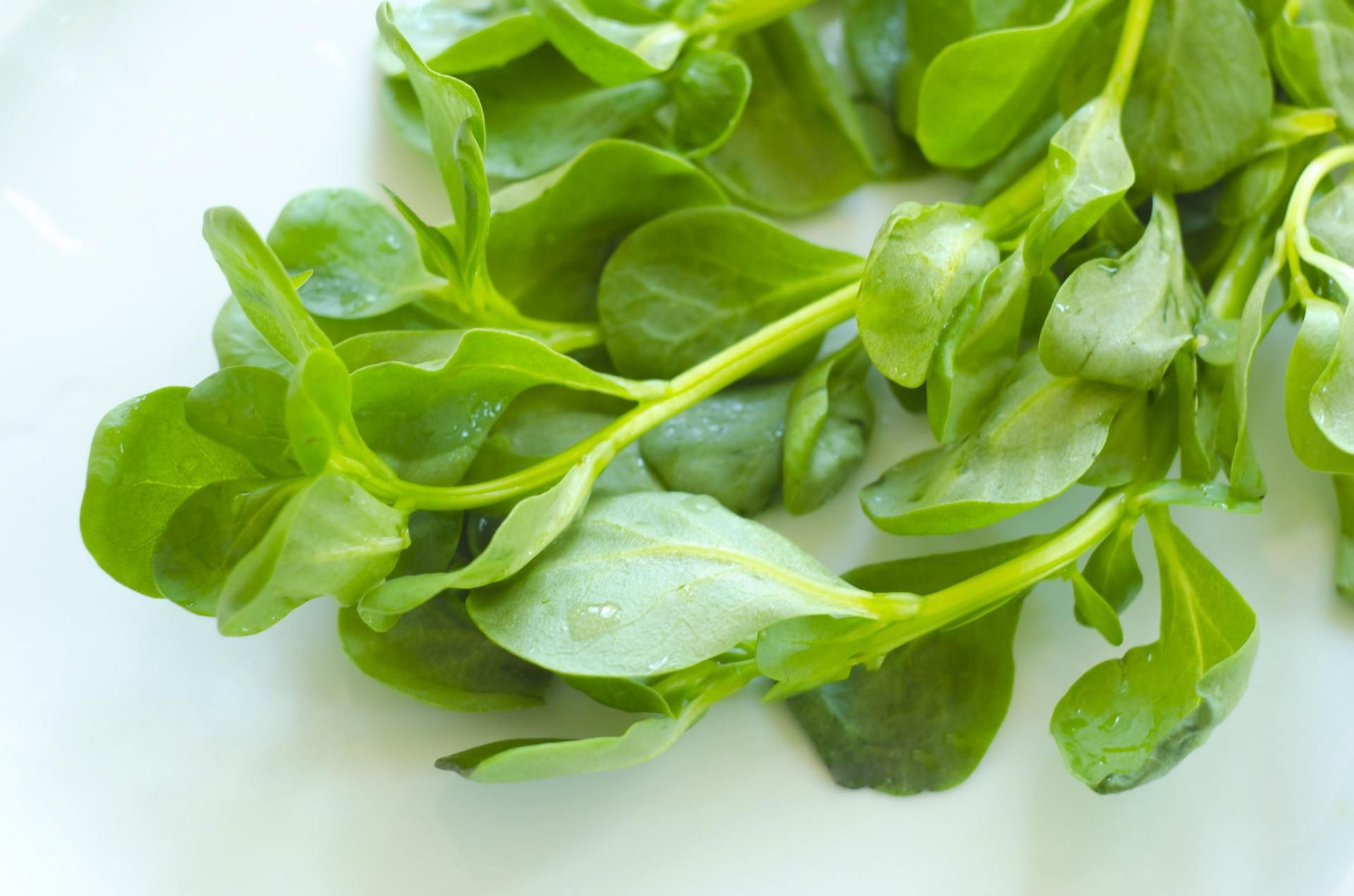 Roszponka ma wiele składników odżywczych