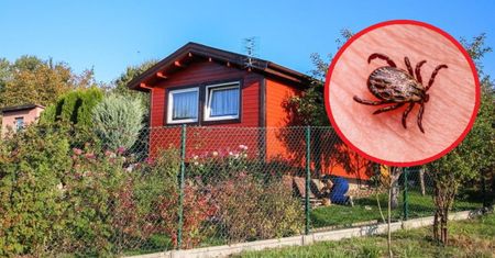 Posadź wokół domu. Naturalna bariera przeciwko kleszczom i komarom