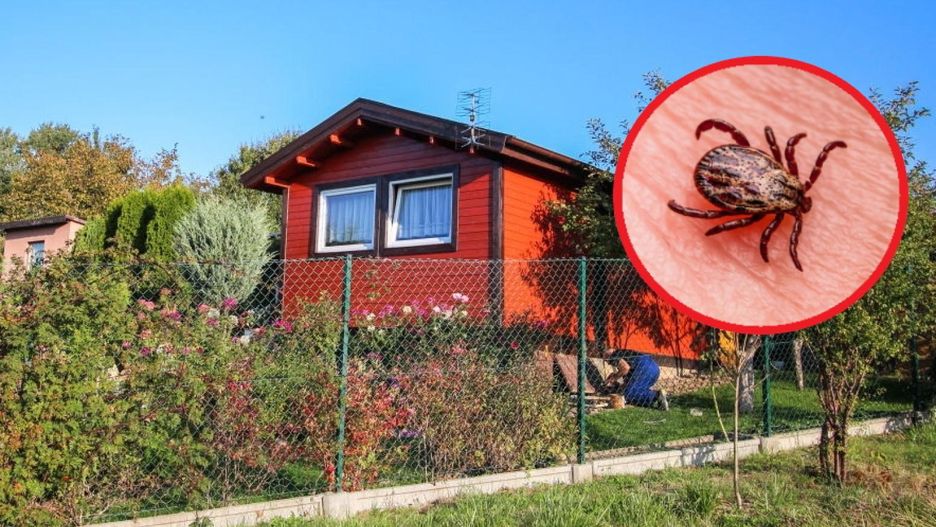 Posadź wokół domu. Tworzą barierę przeciwko kleszczom i komarom